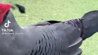 Birds.