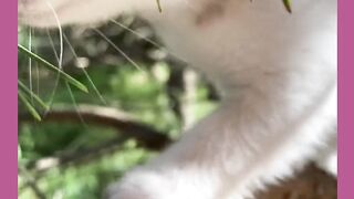 Adorable Cats 001