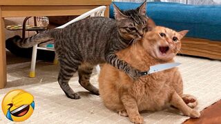 ???? Funniest Animals ???? Funniest Cats and Dogs Videos ???????? #48 | Kawaii Pets | TikTok Compilation