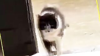 Cat ki acting dykho