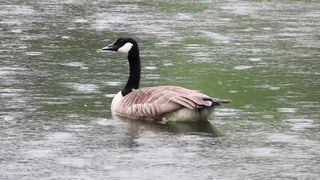 Rain on Lake & Goose beautiful voice Feel loving atmosphere & Voices of different bird