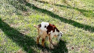 Goat's #shortvedios #viral #ytshorts #short#paniola