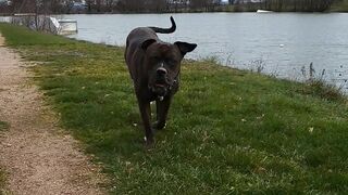 Chien heureux
