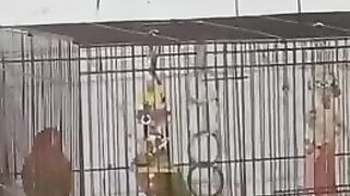 Parrot for sale