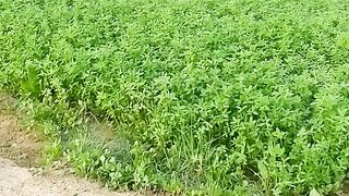 My village