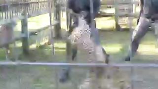 Wild gets worst