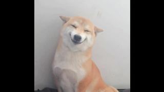 Cute pets, wonderful moments of cats and dogs, funny cats and dogs, funny pets episode 6