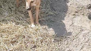 A_cute_little_dog