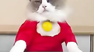 El Mejor Gato Chef De Tik Tok That little Puff ASMR copilation 09