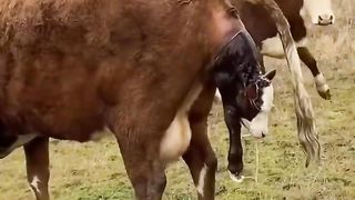 THIS COW HAS A POOR CALF THAT HAS GONE
