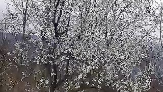Spring season
