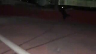 Cute cats funny video ????????????????