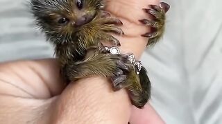 Finger Monkey | Monyet seukuran jari imut