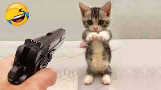 New Funny Videos 2023 ???? Cutest Cats and Dogs ???????? Part1