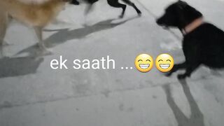 Chamatkar