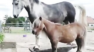 Horse rocking