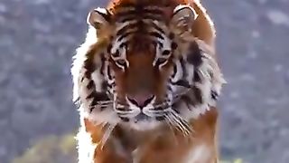 Lion force