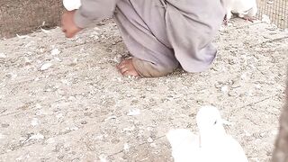 Kabutar ki shaukeen