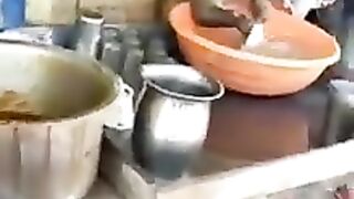 Monkey in work