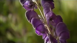 Preparation of Homeopathic mother tincture.