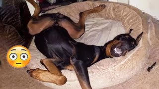 Best Funny Dogs And Cats Videos ???? - Funniest Animals Videos 2023???? #1