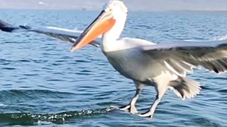 Brids Catching Fish In sea amaizing