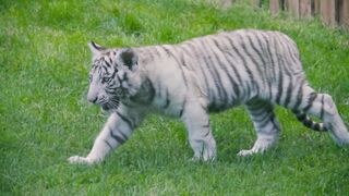 White tiger playing in Garden