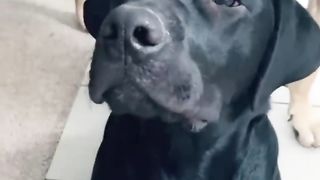 The Best DOGS Compilation