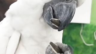 funny parrot | parrot video | birds video
