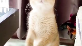 Reaction of my cat????????????????
