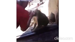 doing tricks for animals