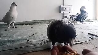 Pigeons hand feeding