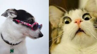Funny Animals Videos - Funniest Cats???? And Dogs???? Video Compilation 2023-1