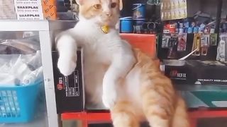 Amazing cat