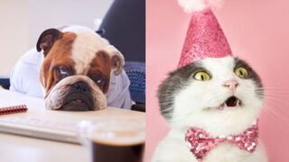 Funny Animals Videos - Funniest Cats???? And Dogs???? Video Compilation 2023_2