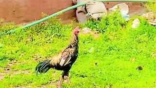 Aseel murga shorts tiktok 1k subscribe varsh