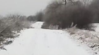 Волк-вернулся-из-леса-чтобы-попрощаться