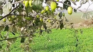 ماشااللہ اتنے موٹے موٹے بیرر