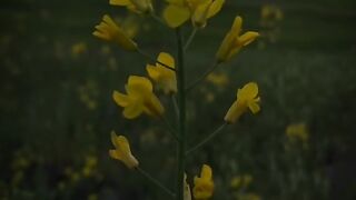 گاؤں کی شام کا منظر ماشاءاللہ