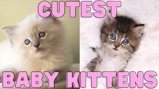 CUTE & FUNNY KITTEN Compilation 2023 to RELAX - BEST of TikTok Baby Animals & Baby Pets
