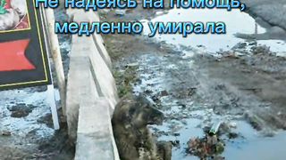 Четыре лапы Ташкент приют. Чулпан, срочно нужна помощь на отправку в Москву