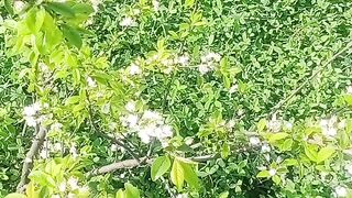 چھوٹے سے پودے پہ اتنا پھل