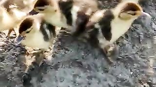 Duck kittens