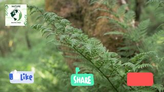 nature sounds forest and water fall