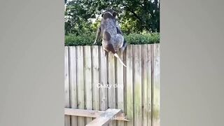 LOL! These're The Craziest Funny Dogs You Ever Seen | Pets Island