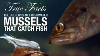 True Facts: Mussels That Catch Fish