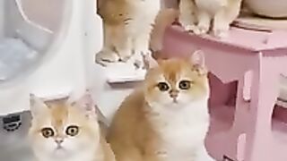 Cute baby kittens