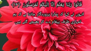 surah yaseen shorts