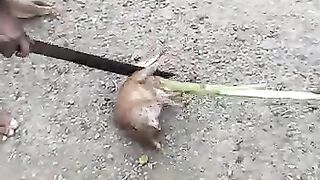 Good boy