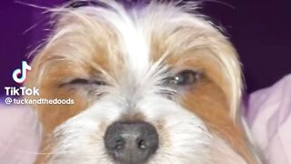 *CuTe* and *Funny* pets TikTok compilation :)